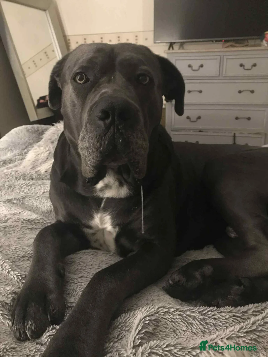 Mixed Breed dogs for sale: Pocket bully / Cane Corso pups  - Advert 6