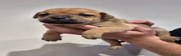 Staffordshire Bull Terrier dogs for sale: Red Staffordshire bull terrier puppies for sale - Advert 7