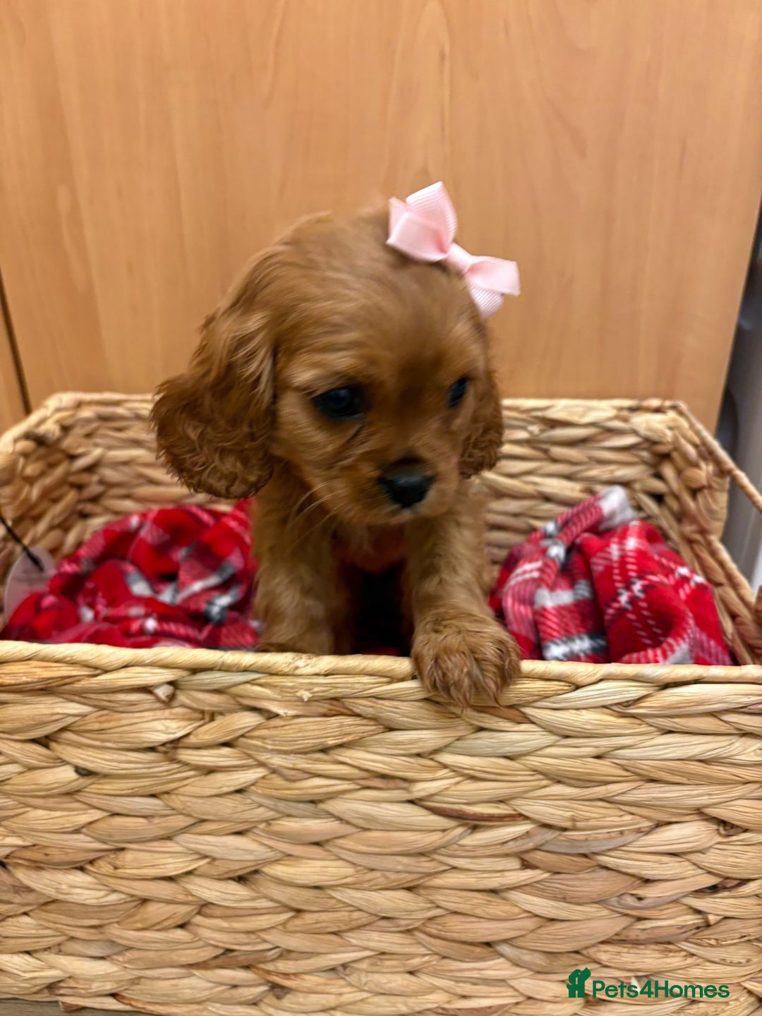 Cavalier King Charles Spaniel dogs for sale: Beautiful Cavalier King Charles babies ❤️ - Advert 39