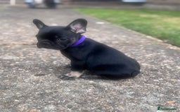 French Bulldog dogs for sale: Beautiful litter of pinks and fluffys  - Image 17