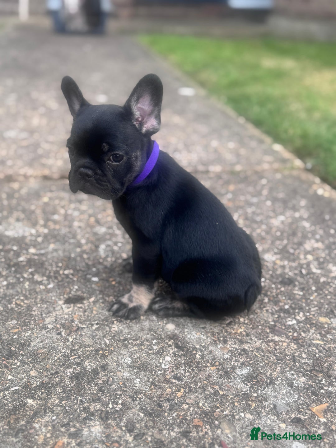 French Bulldog dogs for sale: Beautiful litter of pinks and fluffys  - Image 17