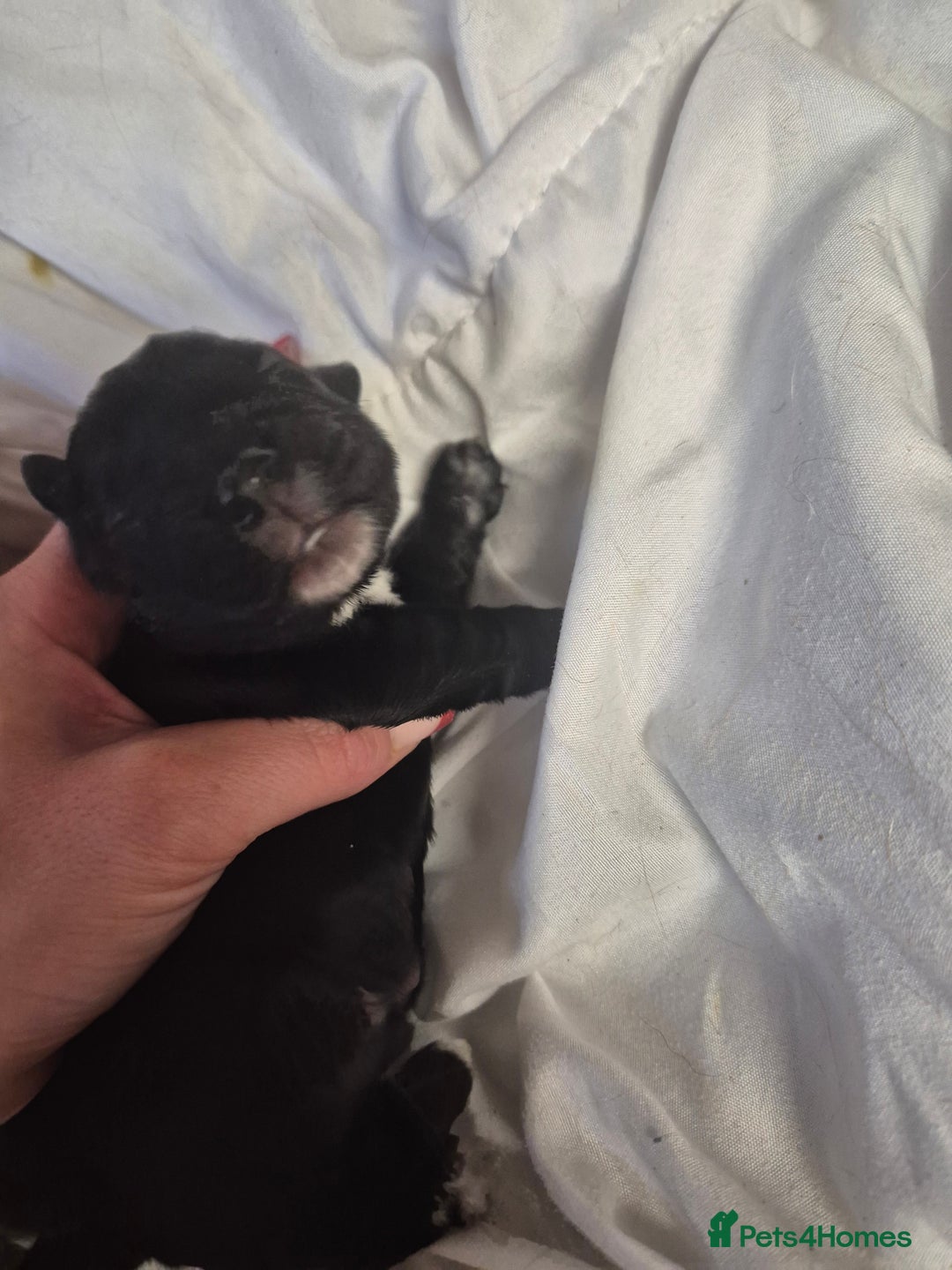 Cocker Spaniel dogs for sale: Stunning cocker spaniel pups - Advert 9