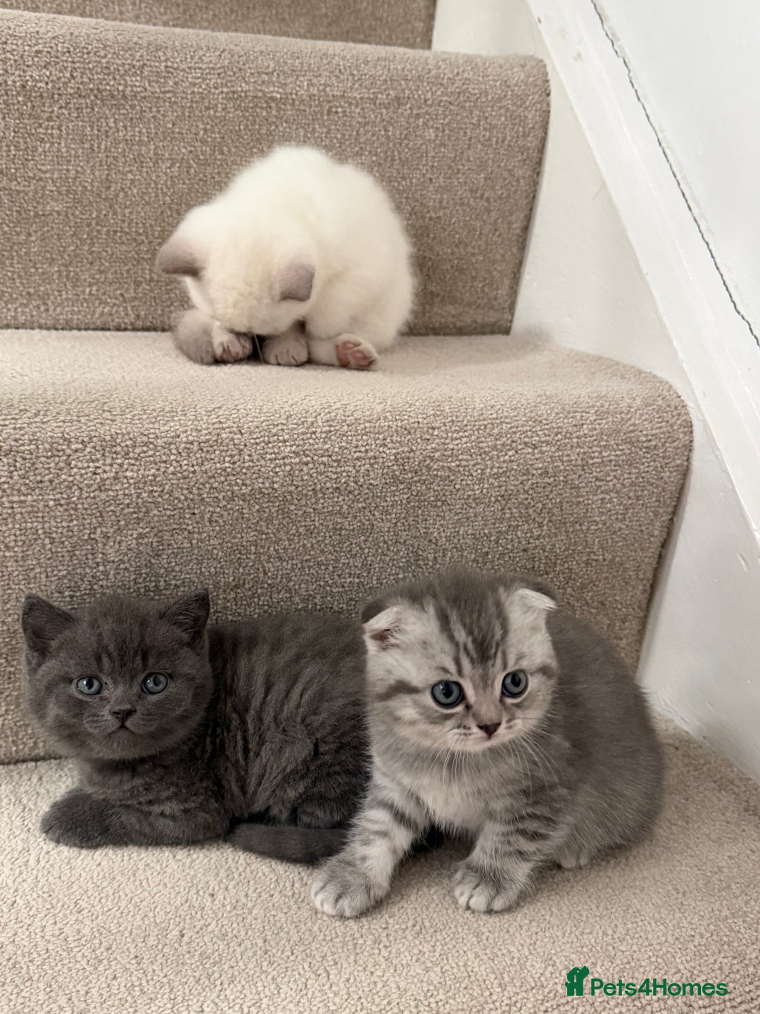 British Shorthair cats for sale: British Shorthair Ready for collection  - Advert 3