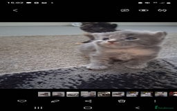 Mixed Breed cats for sale: 🐾 3 Adorable Kittens 2 female 1 male - Image 5