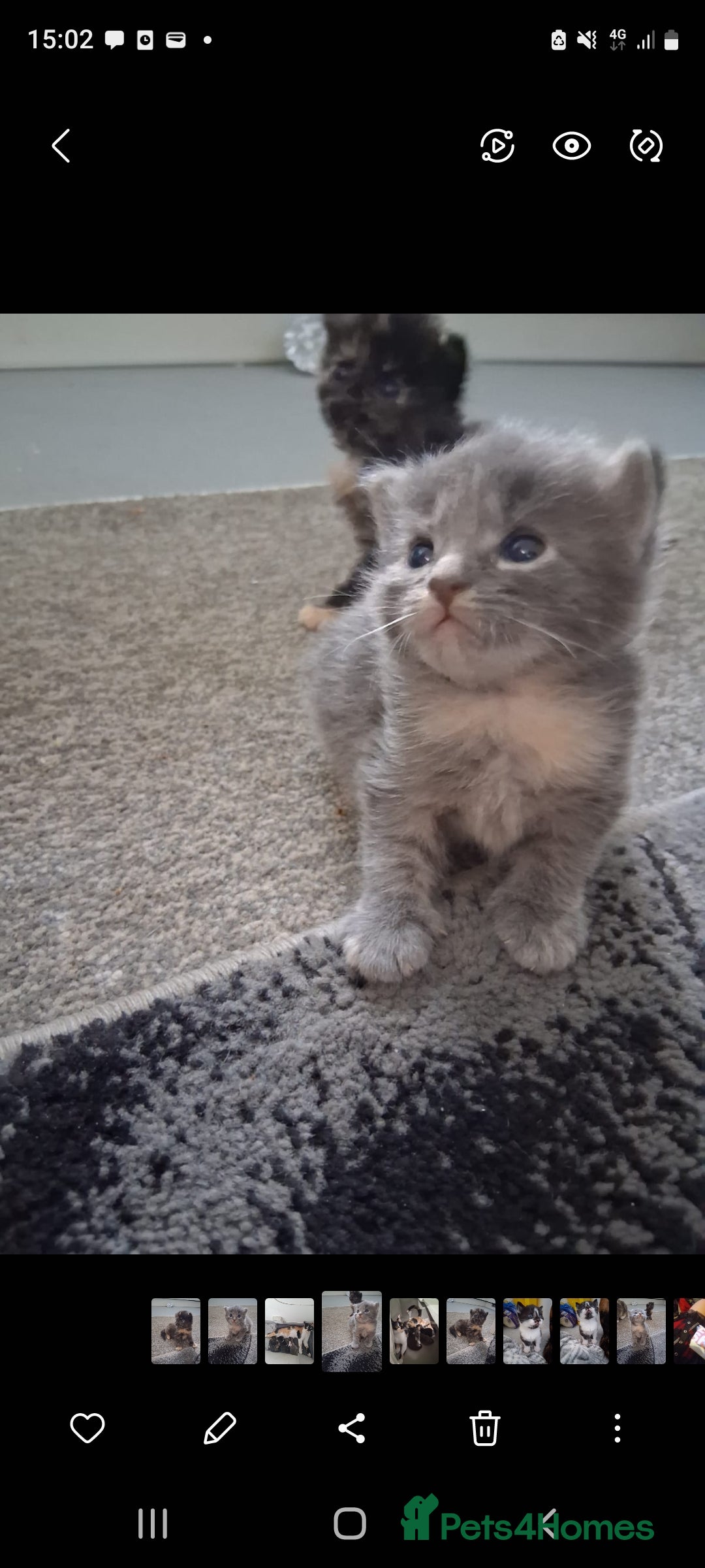 Mixed Breed cats for sale: 🐾 3 Adorable Kittens 2 female 1 male - Image 5