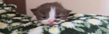 💛