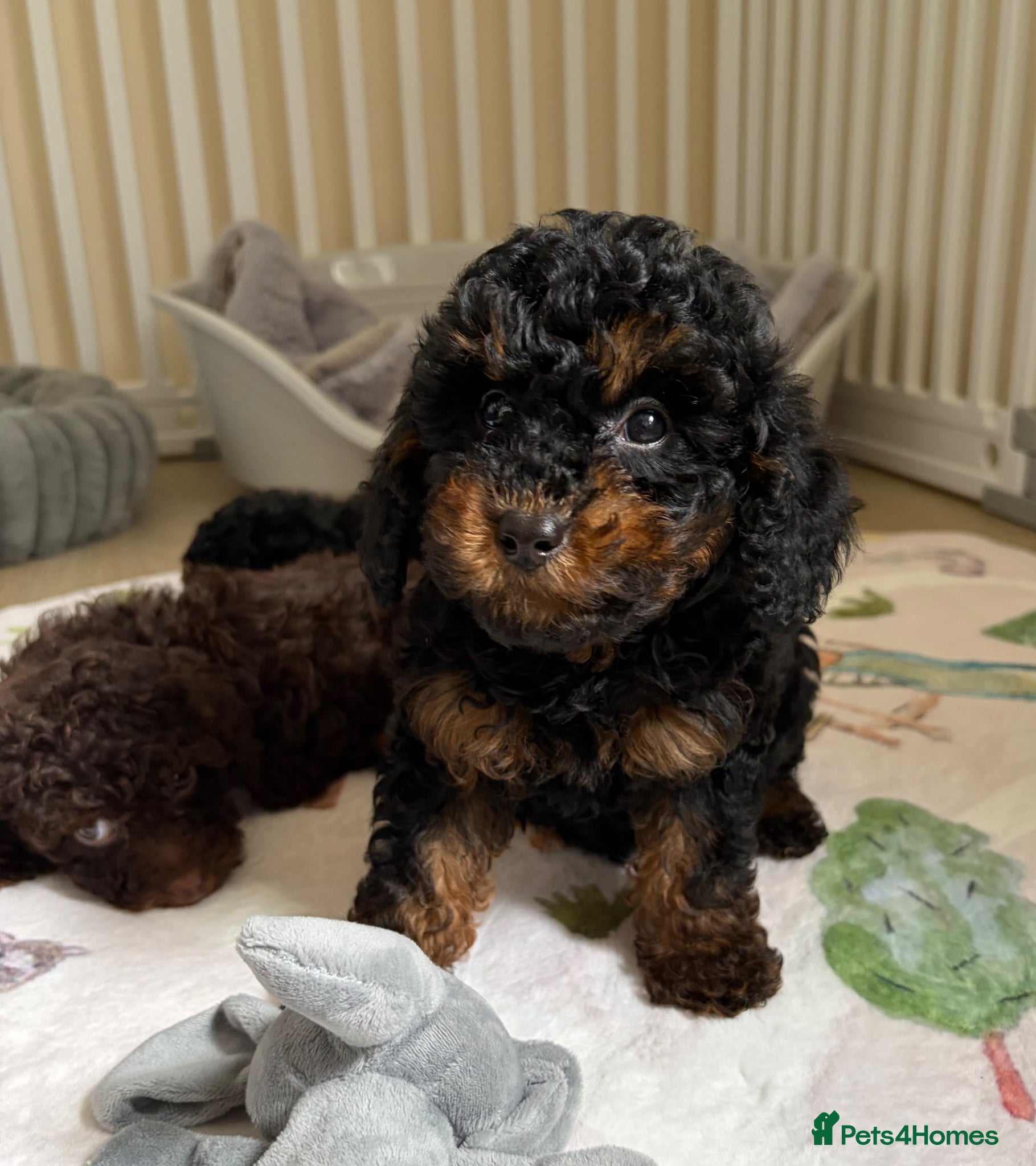 Toy Poodle dogs Health tested Toy Poodle puppies  - Advert 2