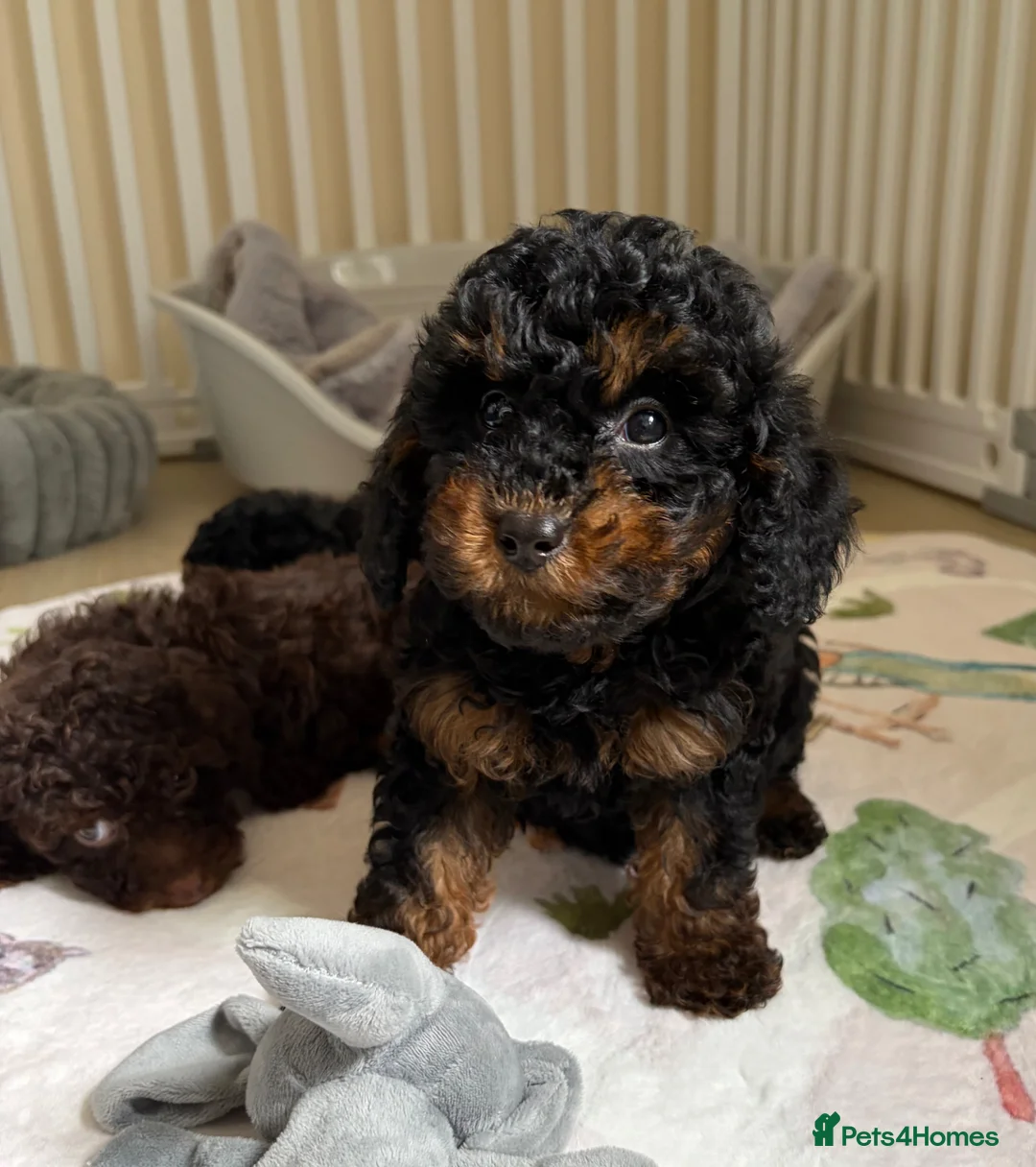 Toy Poodle dogs for sale: Health tested Toy Poodle puppies  - Advert 1