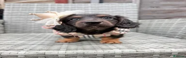 Miniature Dachshund 3