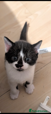 Domestic Shorthair cats - Advert 16