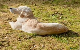 Golden Retriever dogs for stud: Hello I'm Otto - Image 3