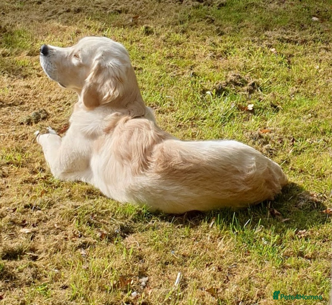 Golden Retriever dogs for stud: Hello I'm Otto - Image 3