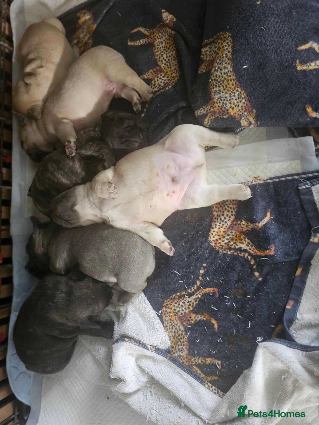 French Bulldog dogs for sale: French bulldog puppies  - Image 10