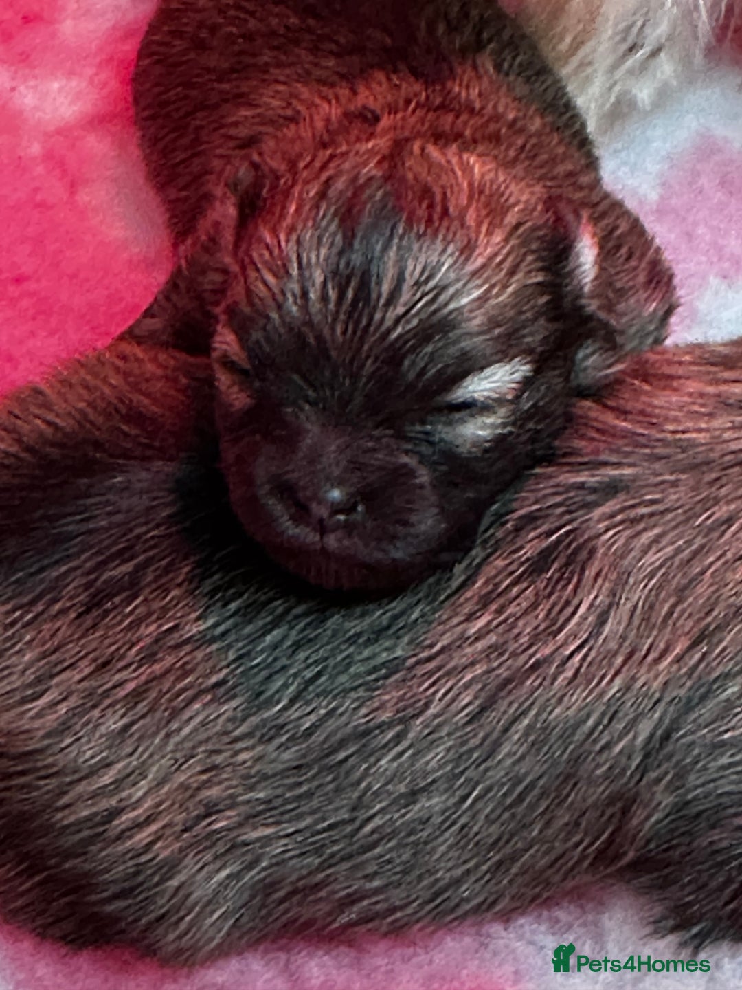 Pomeranian dogs for sale: GORGEOUS POMERANIAN PUPPIES 🐶🐶🐶🐶🐶 - Advert 33