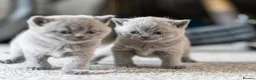 British Shorthair cats for sale: British Shorthair kittens ACTIVE/Non-active - Advert 4