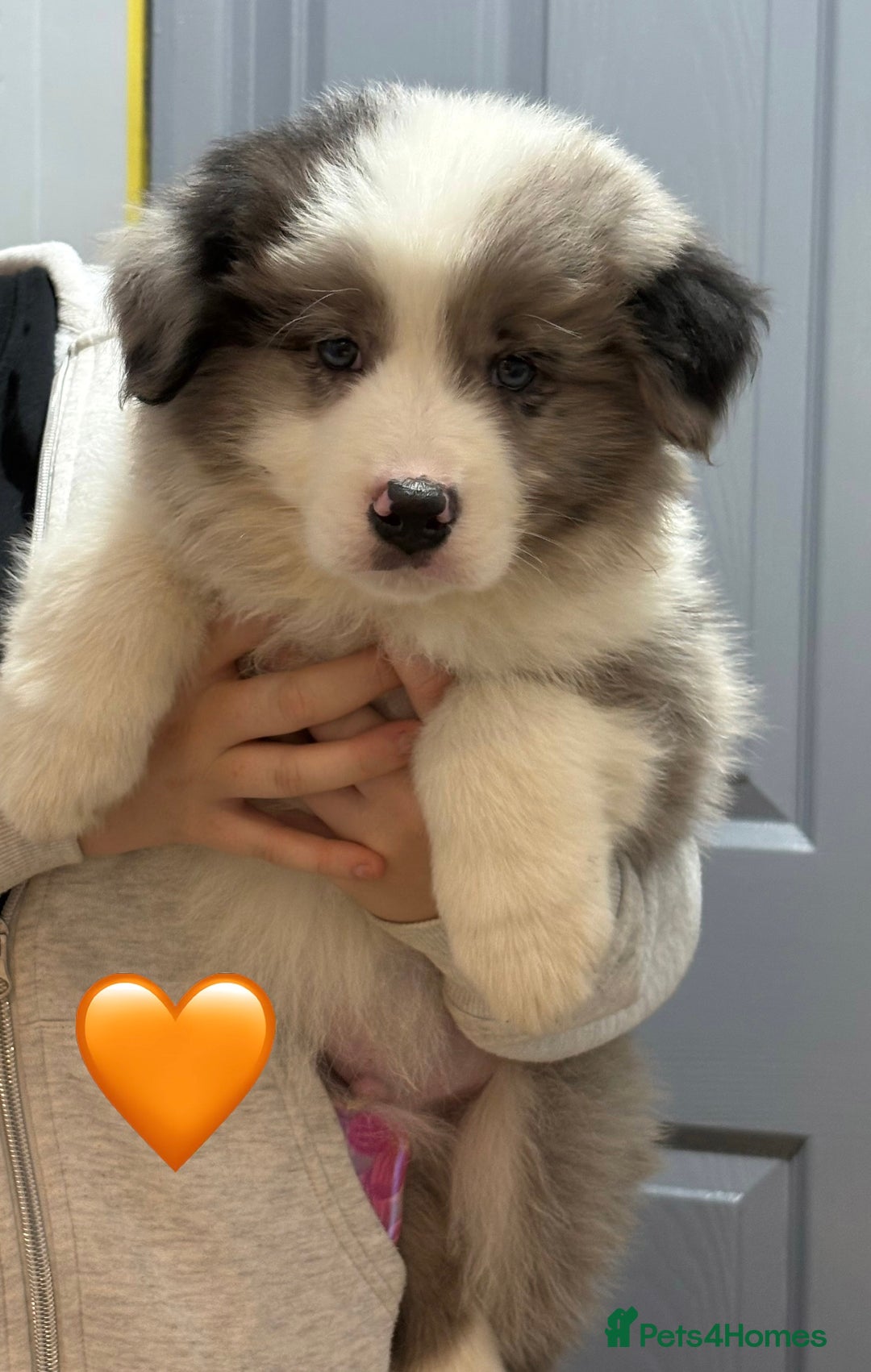 Border Collie dogs for sale: Quality Show Line KC Border Collie Champion🩸🧬 - Image 4