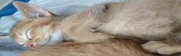 Mixed Breed cats for sale: Beautiful Devon Rex x Abyssinian kittens  - Advert 24