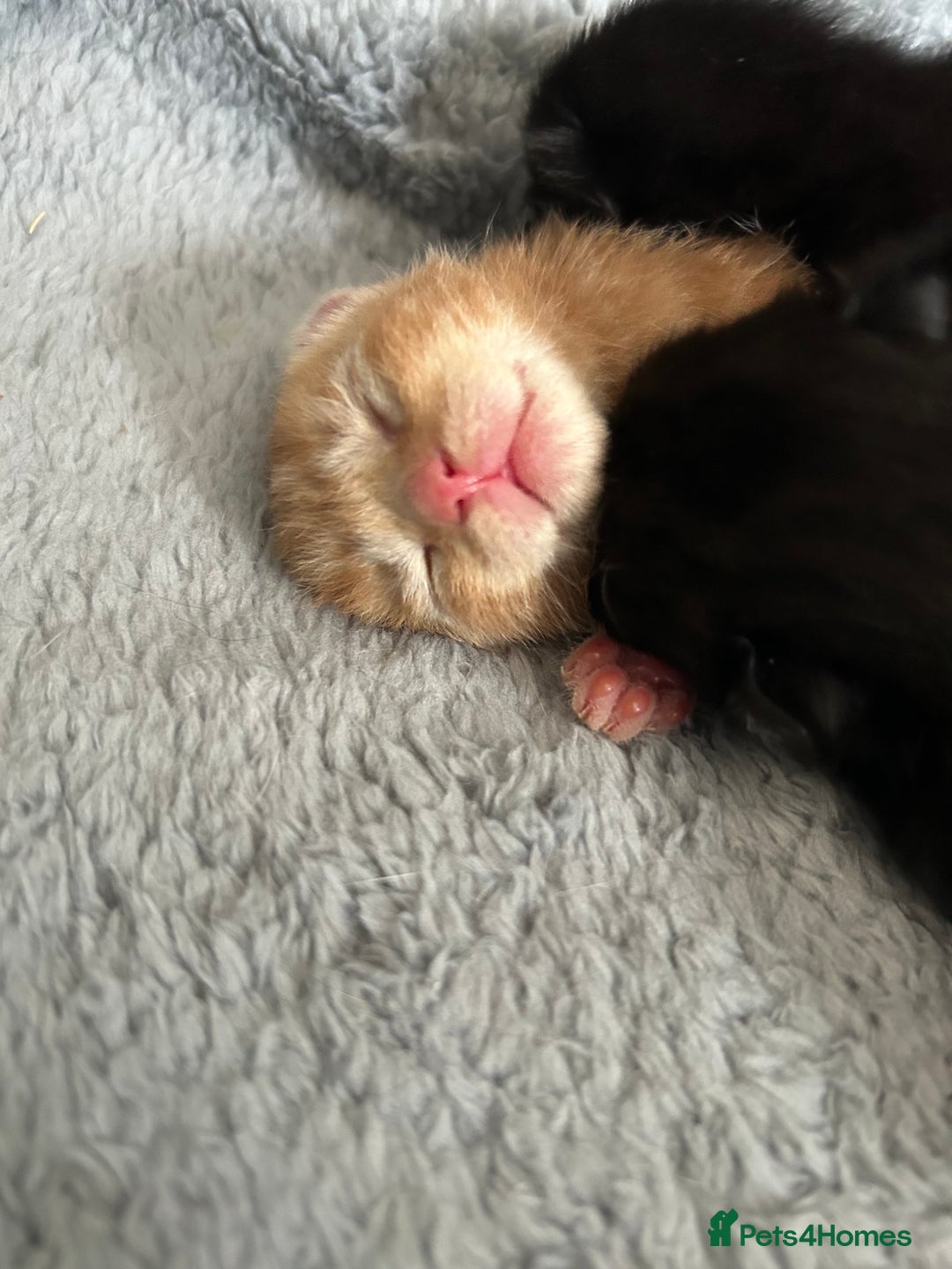 American Curl cats for sale: Kitten for sale - Image 5