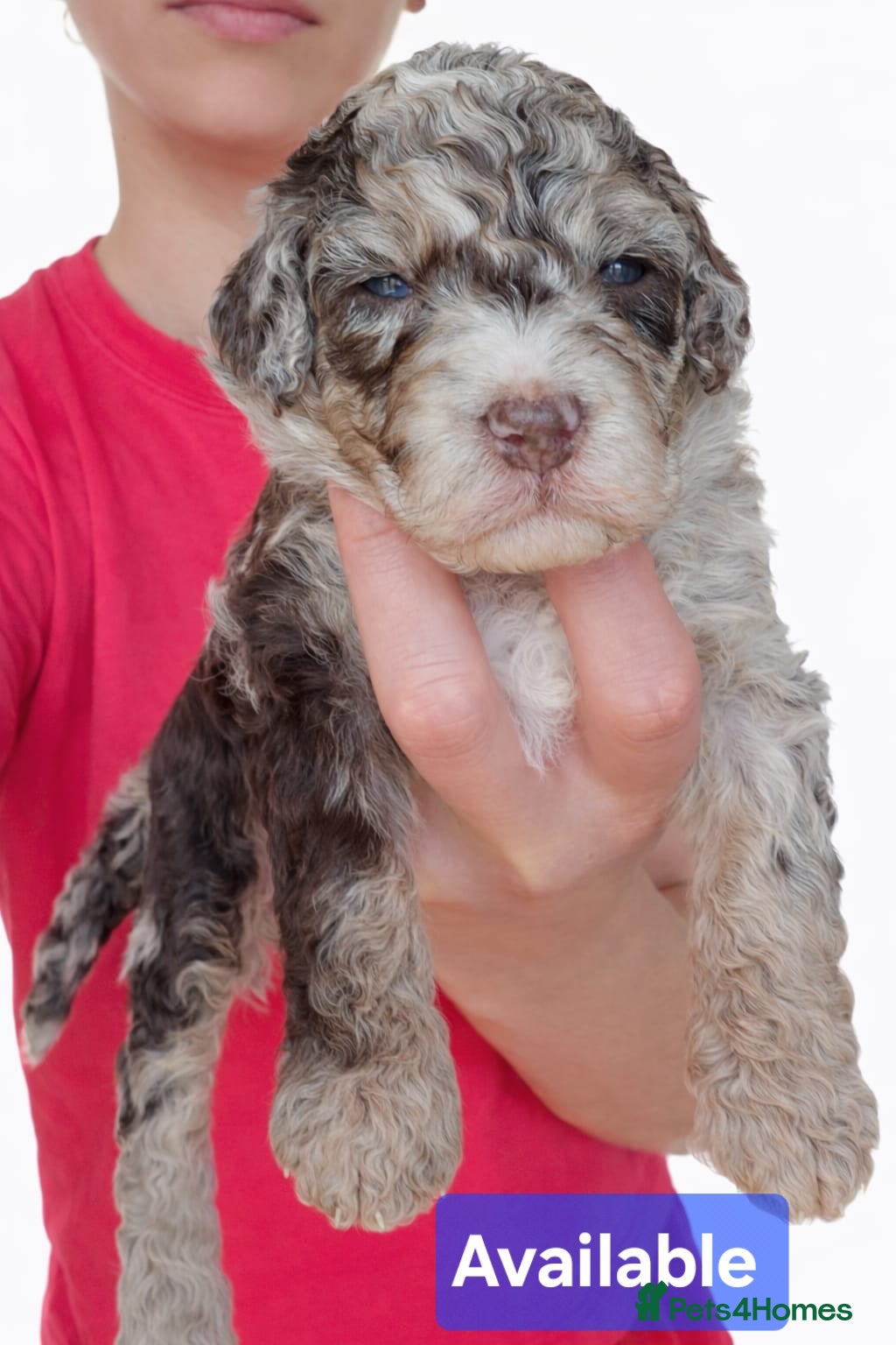 Bernedoodle dogs Sweet Bernedoodle puppies available to reserve now - Advert 2
