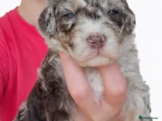 Bernedoodle dogs Sweet Bernedoodle puppies available to reserve now - Advert 2