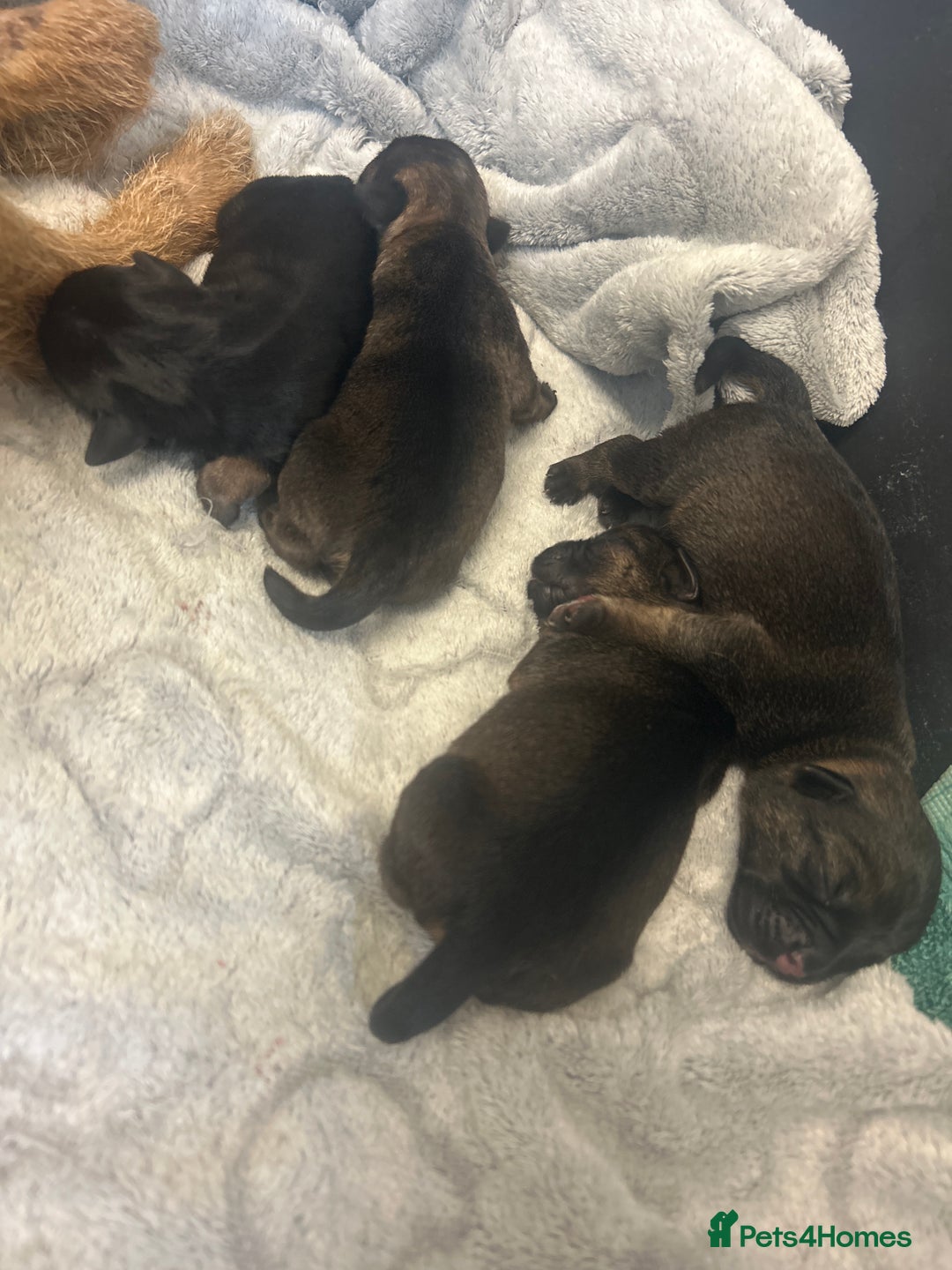Border Terrier dogs for sale: Border terrier puppys - Image 4