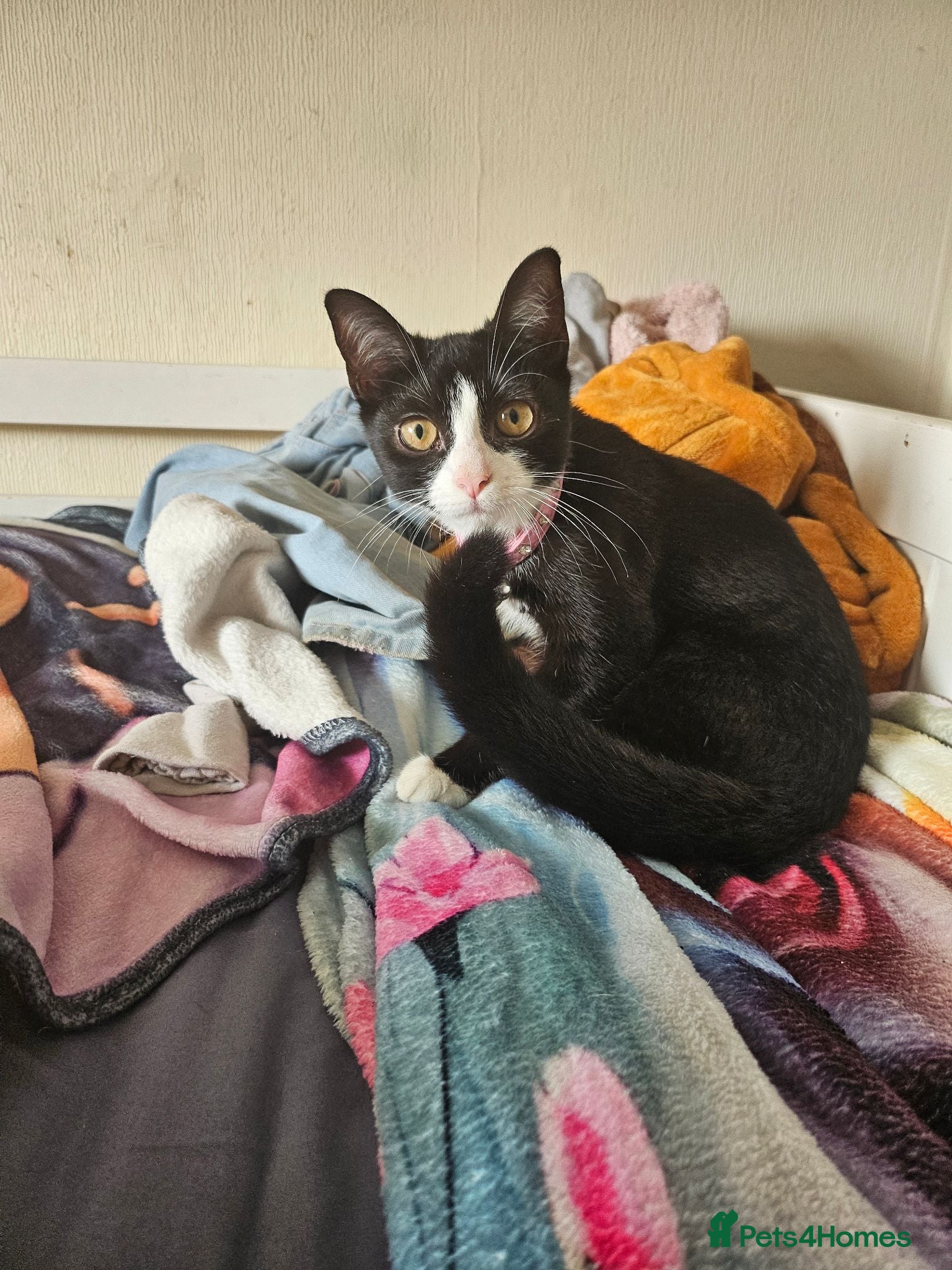 Mixed Breed cats Beautiful tux kitten for sale - Advert 1