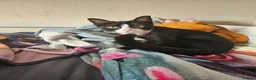 Mixed Breed cats for sale: Beautiful tux kitten for sale in Newport - Advert 1