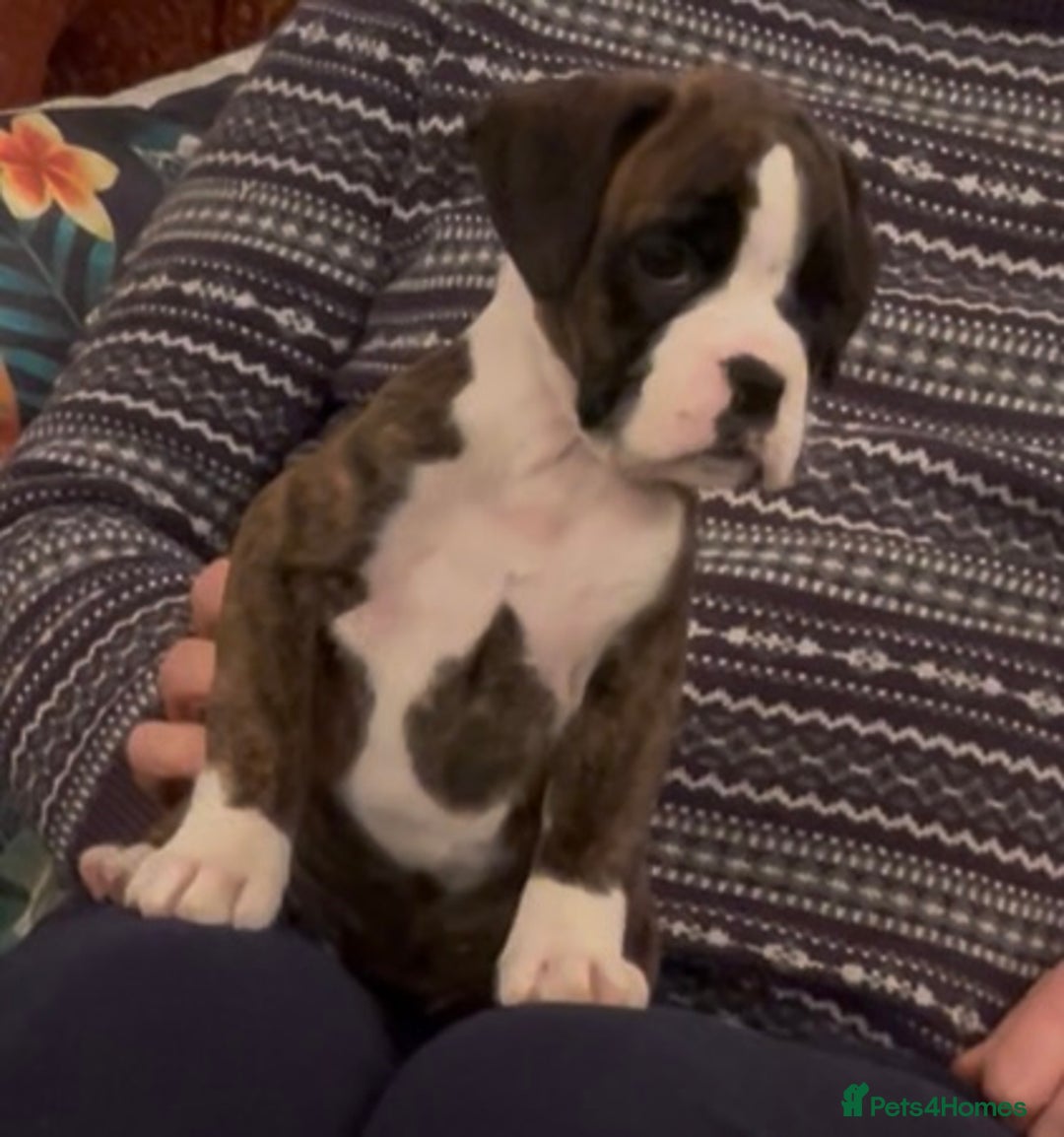 Boxer dogs for sale: adorable boxer puppies  - Advert 11