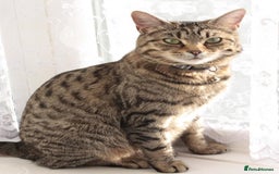 Mixed Breed cats for sale: Adorable Kittens Ready for Loving Homes - Image 16