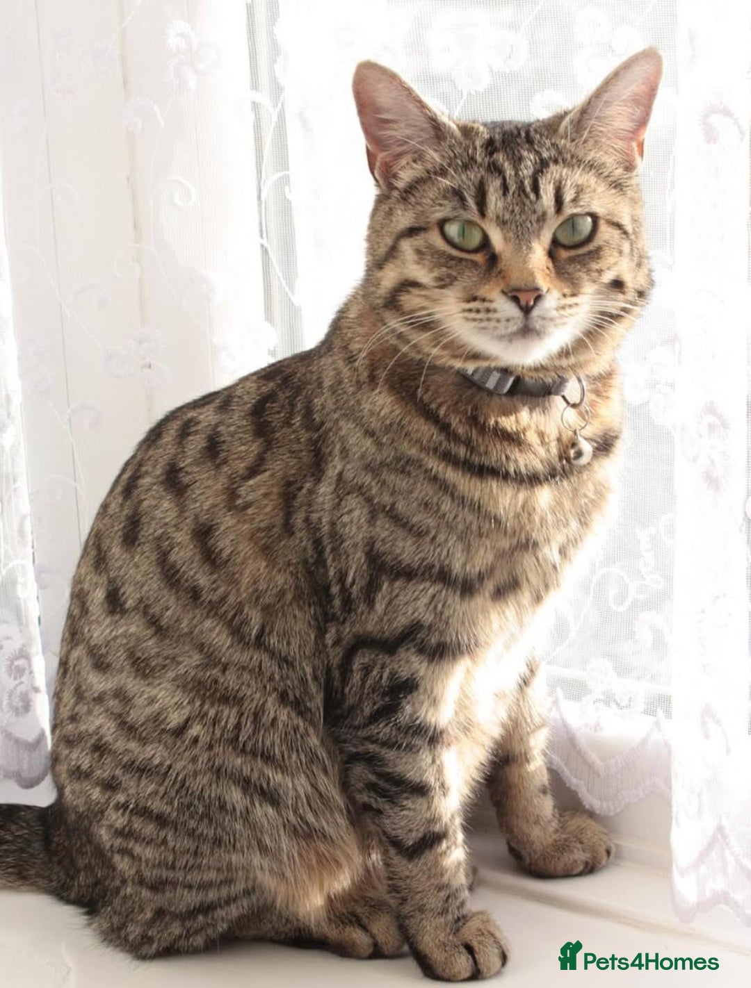 Mixed Breed cats for sale: Adorable Kittens Ready for Loving Homes - Image 16