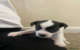 Jack Russell dogs for sale: Lollys baby  - Image 7