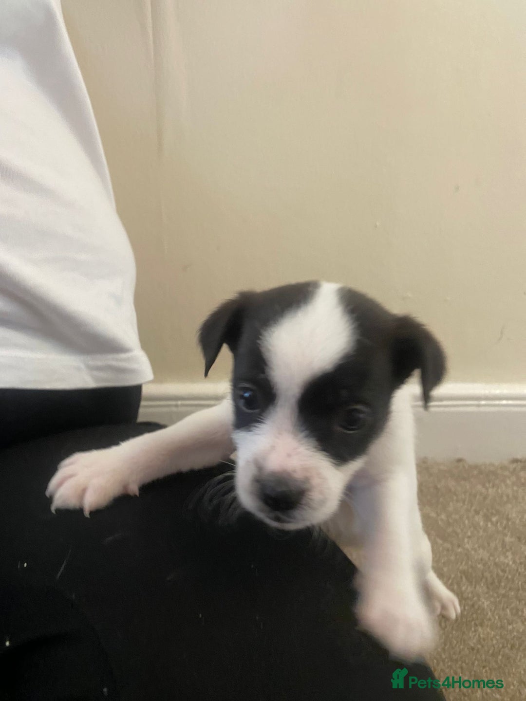 Jack Russell dogs for sale: Lollys baby  - Image 7