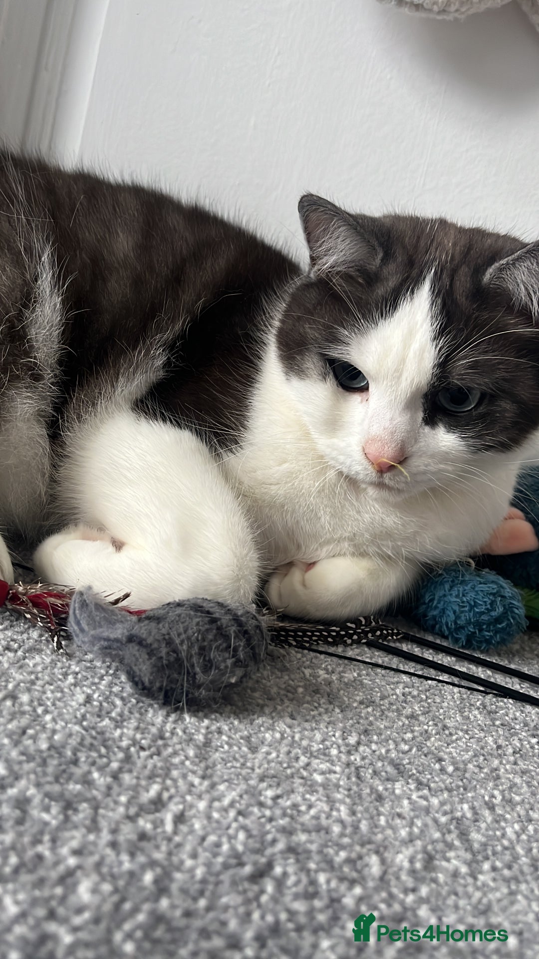 Snowshoe cats for sale: Sprout 🤍 - Advert 3