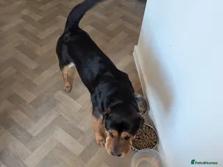 Mixed Breed dogs Shar-pei cross Rottweiler 18 months old - Advert 1