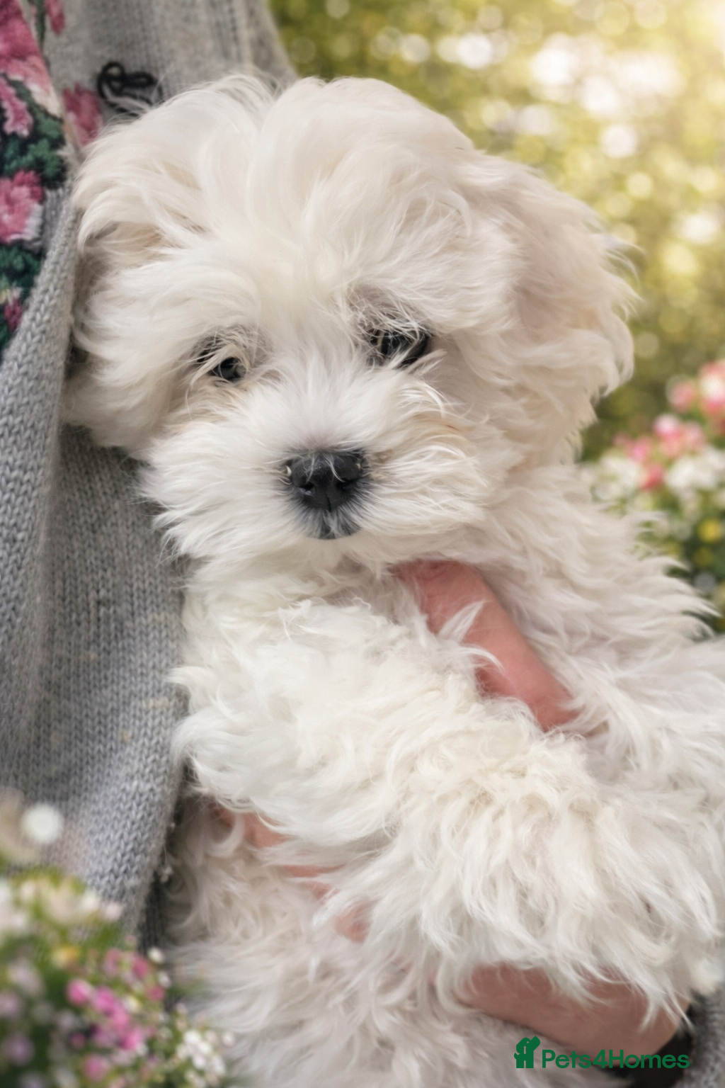 Maltese dogs 🩷 Last beautiful girl Grace left 🩷 - Advert 9