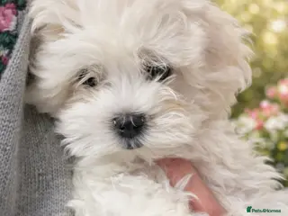 Maltese dogs 🩷 Last beautiful girl Grace left 🩷 - Advert 9