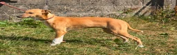Lurcher dogs for sale: Quality Lurcher pups  - Advert 3