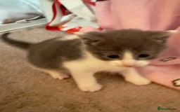 British Shorthair cats for sale: 🐾Turkish Angora × British Blue Kittens Ready Soon - Image 4