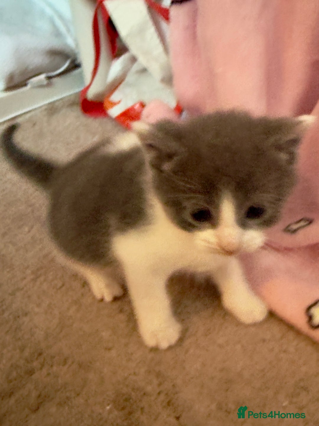 British Shorthair cats for sale: 🐾Turkish Angora × British Blue Kittens Ready Soon - Image 4