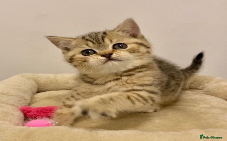 British Shorthair cats 🧸EXCEPTIONAL QUALITY PURE BREED BSH TEDDY BEARS🧸 - Advert 4