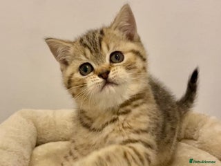 British Shorthair cats 🧸EXCEPTIONAL QUALITY PURE BREED BSH TEDDY BEARS🧸 - Advert 4