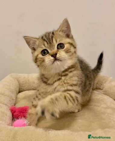 British Shorthair cats 🧸EXCEPTIONAL QUALITY PURE BREED BSH TEDDY BEARS🧸 - Advert 4