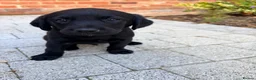 Labrador Retriever dogs for sale: Puppys For Forever Homes - Advert 10