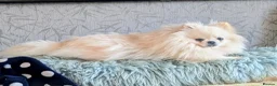 Pomeranian dogs for sale: 2 pomeranian girls kc reg - Advert 7