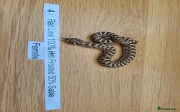 Snake reptiles for sale: Western Hognose CB25 babies UPDATED - Image 8