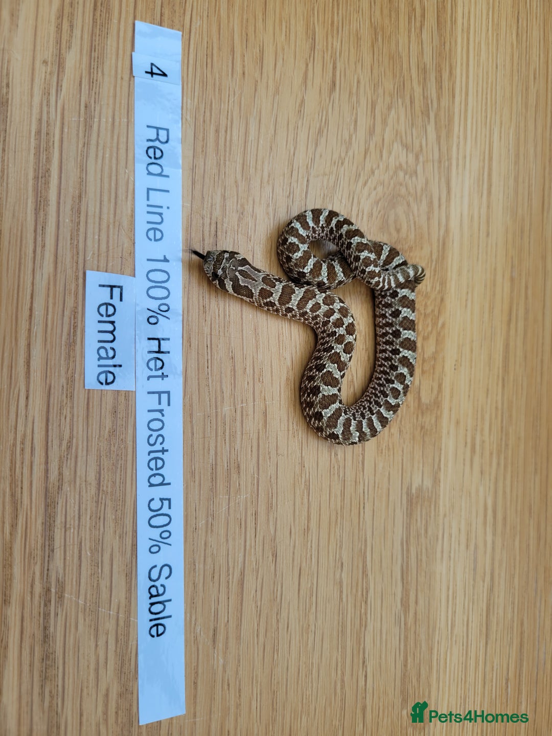 Snake reptiles for sale: Western Hognose CB25 babies UPDATED - Image 8