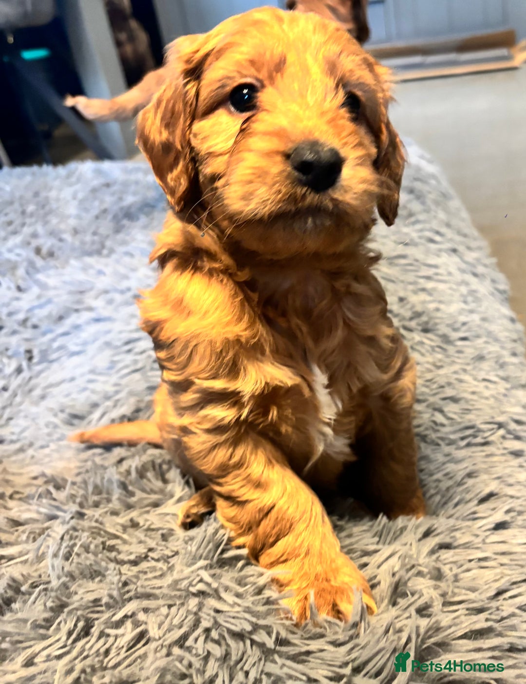 Cockapoo dogs for sale: F1 cockerpoo puppies  - Advert 24