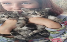Siberian cats for sale: Hypoallergenic Traditional Siberian kittens  - Image 9