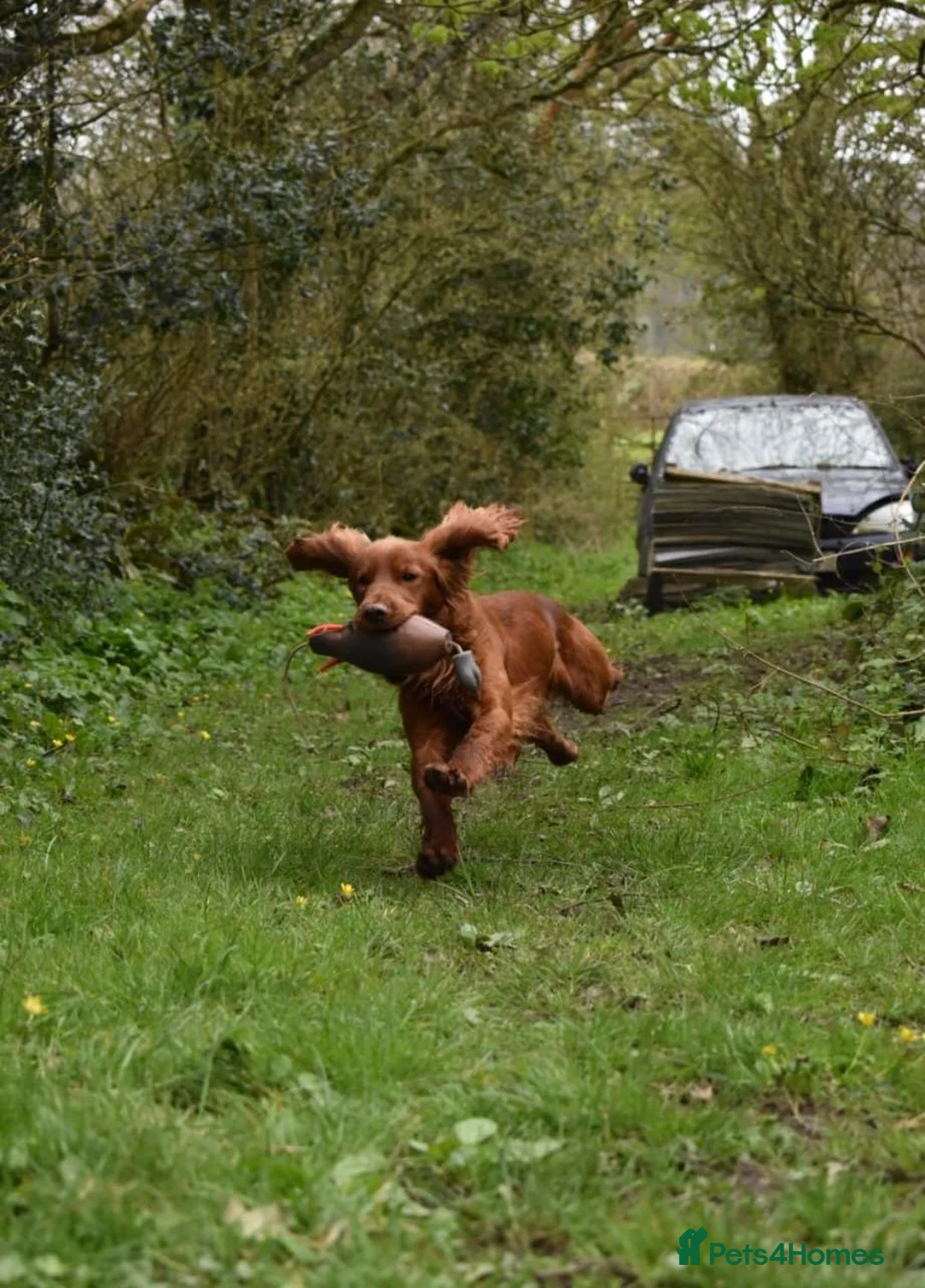 Cocker Spaniel dogs for stud: Working Cocker Spaniel , Cear PRA, FN AMS,PP in Dorchester - Advert 6