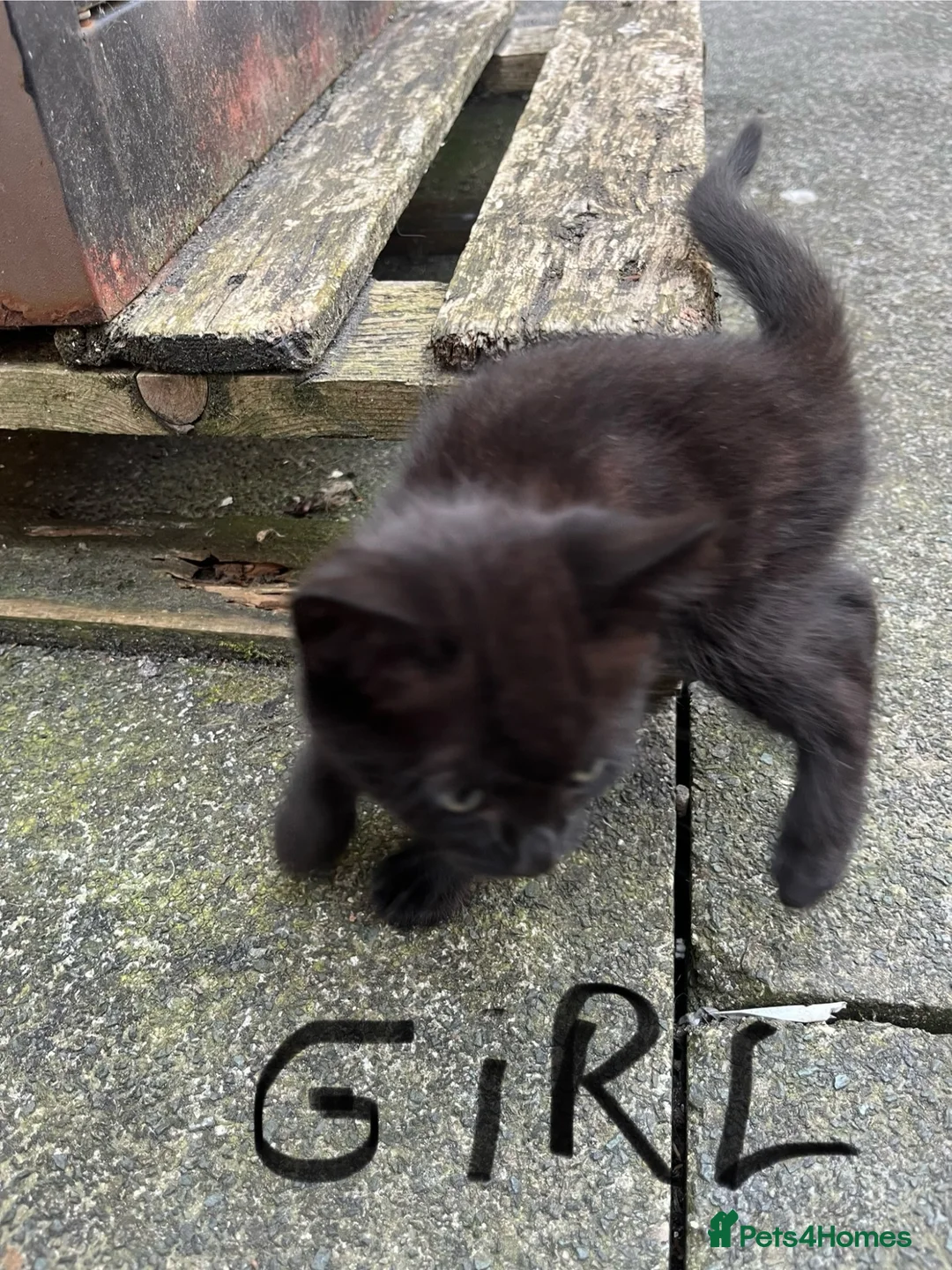 Mixed Breed cats for sale: Gorgeous kittens for sale!! 🥰🥰 - Advert 1
